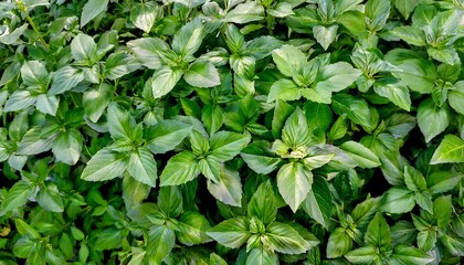 Close-up of fresh Thai basil leaves, emphasizing their pointed shape and vibrant green color. Ideal for healthy food, salads, or Asian-inspired concepts. Texture, background.