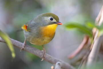 Chinese nightingale, red billed leiothrix