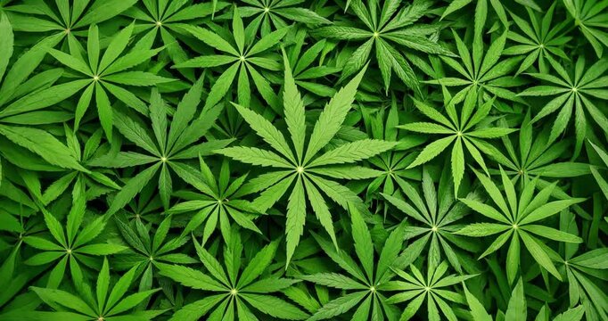 Motion shot of fresh hemp 