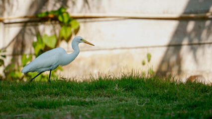 A white bird walks gracefully on lush green grass, showcasing its elegance. In the background, a plain wall provides a simple but contrasting backdrop to this tranquil moment.
