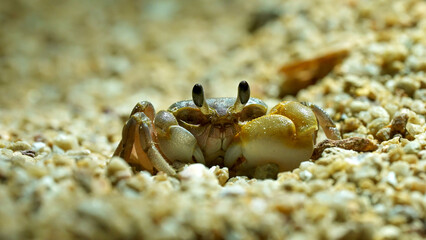 A small crab is observed emerging from the sandy ocean floor, showcasing its distinct features. Bright coral formations are visible in the background, creating a vibrant underwater setting.