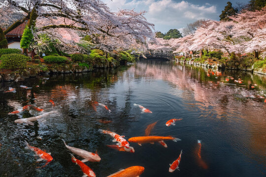 A peaceful garden with blooming cherry, vibrant koi fish pond, traditional architecture in springtime harmony. Royalty high-quality free best stock of serene Japanese, tranquil and harmonious natural