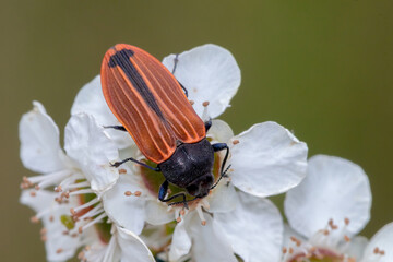 Australian Jewel Beetle (Castiarina rufipennis)