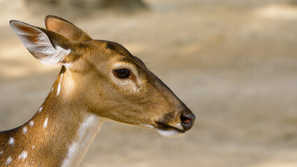 A deer stands gracefully against a soft, blurred background, revealing its gentle expression and spotted coat. The animal appears calm and alert, embodying the tranquility of its natural habitat.