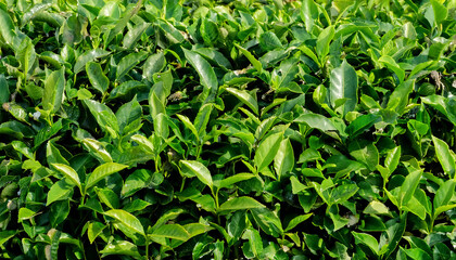 Fototapeta premium Detailed view of fresh green tea leaves, highlighting their delicate texture and vibrant green color. Perfect for healthy lifestyle concepts, tea ceremonies, or natural products. Texture, background.