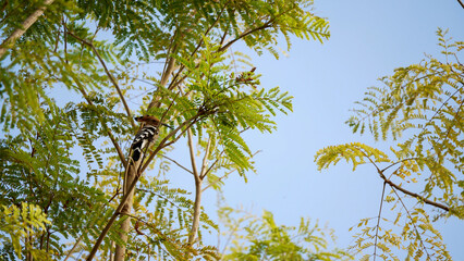 A bird with distinctive markings rests on a high tree branch surrounded by lush green leaves under a clear blue sky in bright daylight. Its colorful features stand out against nature.