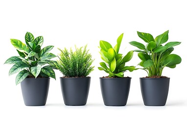 Obraz premium Four potted plants on white background. Ideal for home decor, office design, or interior design