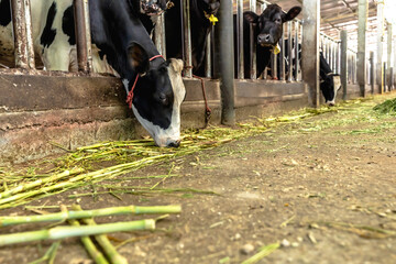 Black and white cow enjoy eating in cowshed , domestic husbandry farming