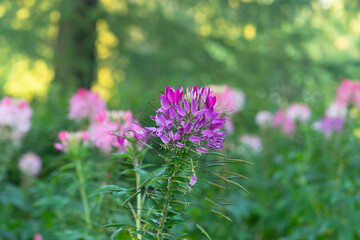 Cleome prickly or spider flower is a genus of flowering plants of the Cleome family, commonly known as spider flowers, spider plants, exotic plant. Exquisite exotic for any garden. High-quality photo