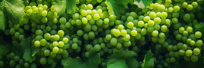 Grapes. Beautiful colorful fruit background, freshly cut grapes and juicy bunches of grapes for wine, top view. Green grapes
