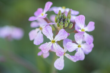Japanese wild radish