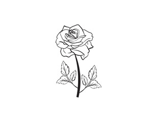 rose on white background