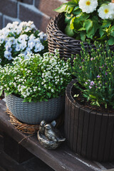 annuals flowers blooming in flower pots on wooden cottage or country house  porch. alyssum and...