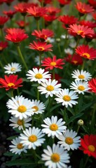 Obraz premium White and red daisies scattered across a colorful garden bed, white, bloom, garden beds