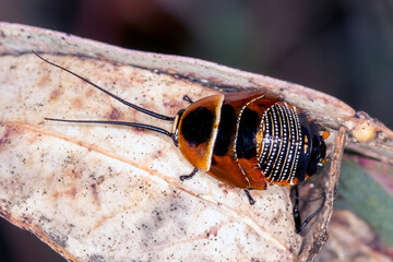 Australian cockroach nymph on dry leaf (Ellipsidion australe) – Macro Photography