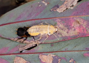 Australian cockroach (Ellipsidion australe) molting on Eucalyptus Leaf – Rare Insect Macro Photography