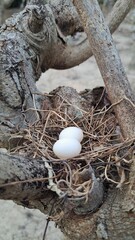 Two Eggs in a Natural Nest, Nurturing New Beginnings