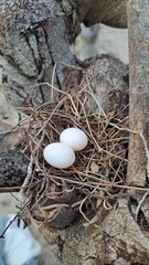 Two Eggs, One Nest, New Life's Gentle Promise, Nurturing New Beginnings