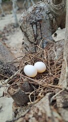 Nurturing New Beginnings, Two Eggs in a Natural Nest