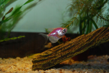 Vibrant fish in a freshwater aquarium environment. Tetra, Gymnocorymbus ternetzi