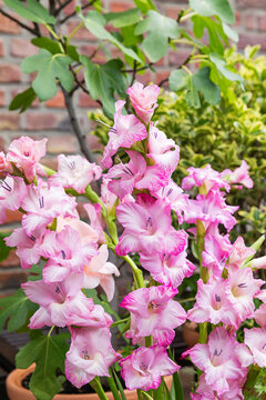 Pink gladiolus flowers on a balcony with fig and spindle plants in an urban gardening setting