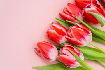 Bright red tulips arranged elegantly on a soft pink background