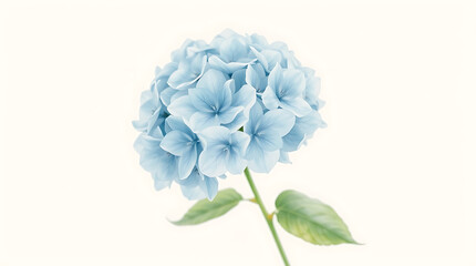 blue hydrangea flower