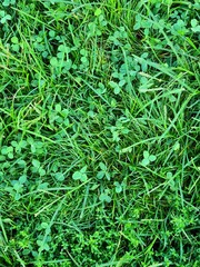 evocative image of very green lawn texture with many clovers