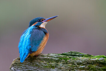 Common Kingfisher perched on a mossy branch in Scotland