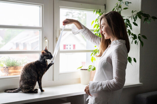 Woman playing with Cornish Rex cat holding ribbon on window sill