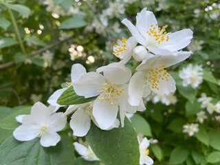 Jasmine blossoms, jasmine bush in warm sunset light, Jasmine flower with leaves