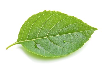 Obraz premium Fresh green leaf, isolated on white background