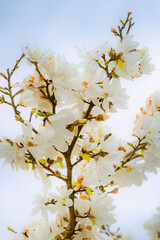 Blossoming white tree branches