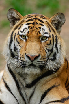 Portrait of a Siberian tiger in its natural habitat.