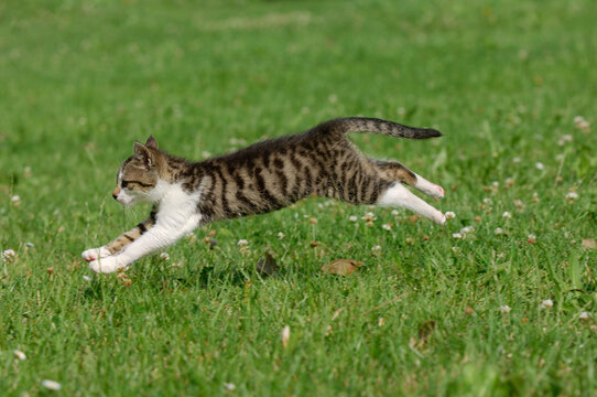 Domestic cat running in a meadow in Bavaria, Germany
