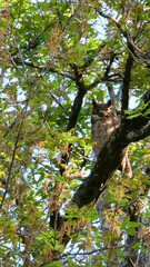 Vertical image of South American great horned owl, bubo virginianus nacurutu perched in tree between leaves. Location: El Palmar National Park, Argentina