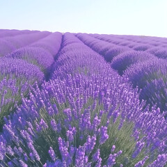Obraz premium Rows of Blooming Lavender in a Field Under a Clear Sky on a Sunny Day in Provence France