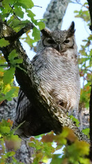 Vertical image of South American great horned owl, bubo virginianus nacurutu perched in tree between leaves. Location: El Palmar National Park, Argentina