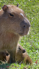 Vertical image of Female capybara - hydrochoerus hydrochaeris - nursing her pups. Location: El Palmar National Park, Argentina