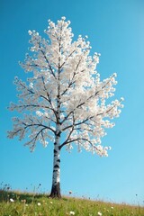 Naklejka premium White aspen tree against a clear blue sky with blossoms, aspen blossoms, spring