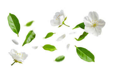 Obraz premium White spring flowers isolated on white