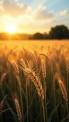 Obraz premium Softly falling golden light on a blue wheat field, soft glow