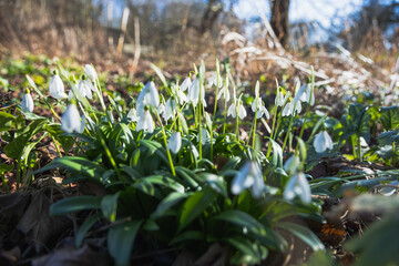 Fototapeta premium Beautiful snowdrop flowers blooming in early spring in the forest.