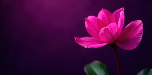 Cyclamen bloom in radiant hues against dark purple background, radiant, fuchsia