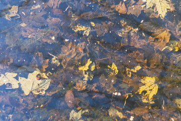 autumn leaves on the water in the park, close-up
