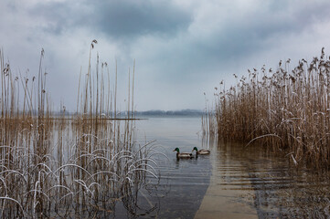 Reed belt with mallards on Mondsee lake in winter, Upper Austria