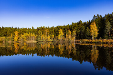 Autumnal birch trees reflecting in a fish pond in Neu Nagelberg, Waldviertel, Lower Austria
