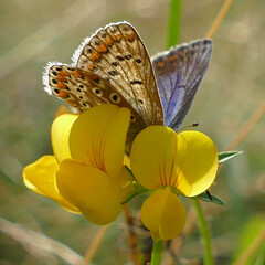 closeup of common blue butterfly on yellow flowers