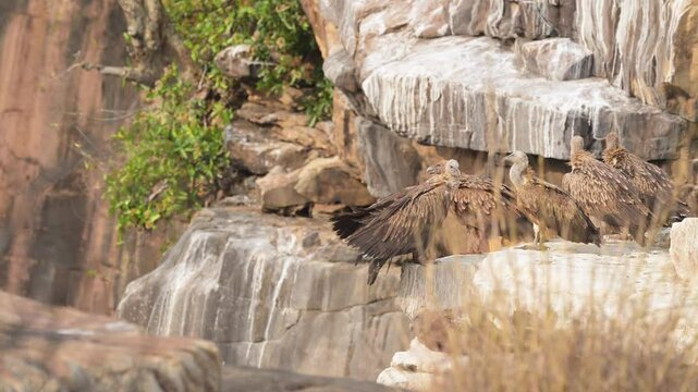 Flock of Himalayan griffon vulture or Gyps himalayensis flying landing and preening wings nesting site perched edge of cliff in winter season safari at panna national park forest madhya pradesh india