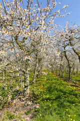 Fototapeta premium Cherry trees at Altes Land region in full bloom